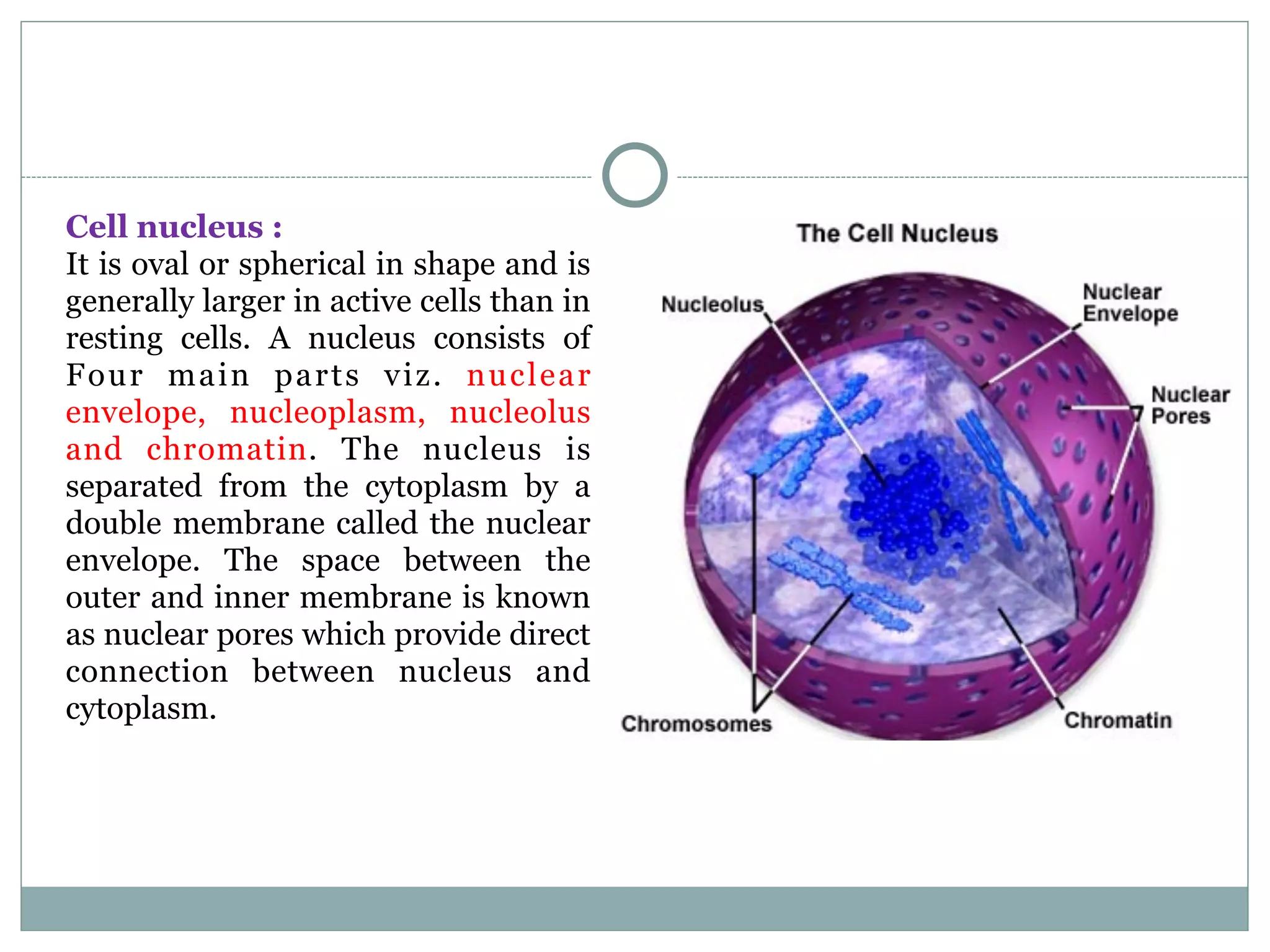 Cell nucleus :
It is oval or spherical in shape and is
generally larger in active cells than in
resting cells. A nucleus consists of
Four main parts viz. nuclear
envelope, nucleoplasm, nucleolus
and chromatin. The nucleus is
separated from the cytoplasm by a
double membrane called the nuclear
envelope. The space between the
outer and inner membrane is known
as nuclear pores which provide direct
connection between nucleus and
cytoplasm.
 