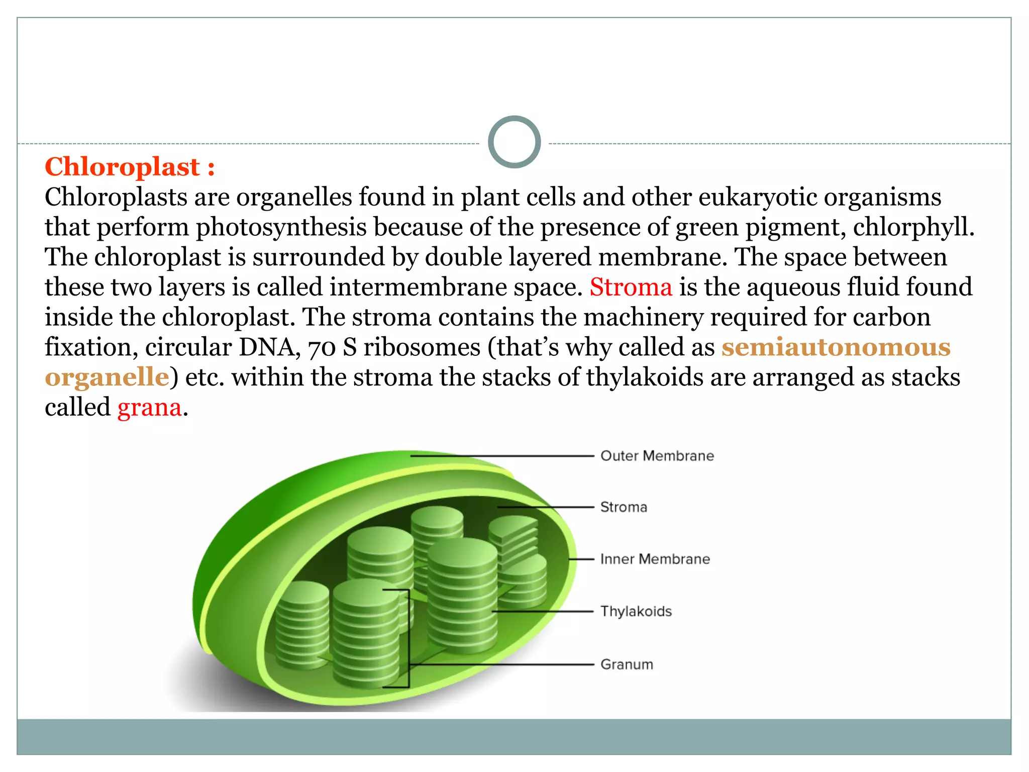 Chloroplast :
Chloroplasts are organelles found in plant cells and other eukaryotic organisms
that perform photosynthesis because of the presence of green pigment, chlorphyll.
The chloroplast is surrounded by double layered membrane. The space between
these two layers is called intermembrane space. Stroma is the aqueous fluid found
inside the chloroplast. The stroma contains the machinery required for carbon
fixation, circular DNA, 70 S ribosomes (that’s why called as semiautonomous
organelle) etc. within the stroma the stacks of thylakoids are arranged as stacks
called grana.
 