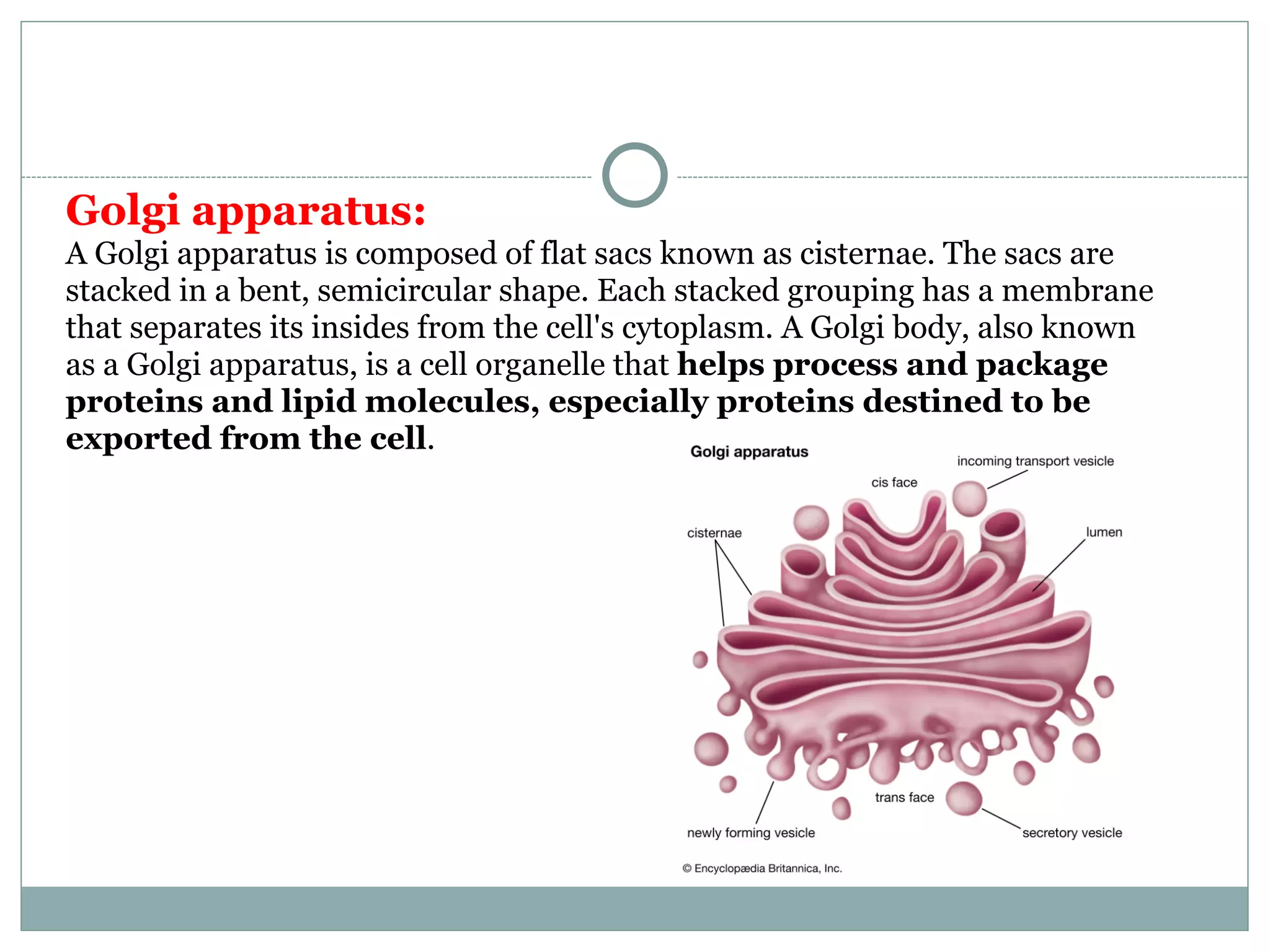 Golgi apparatus:
A Golgi apparatus is composed of flat sacs known as cisternae. The sacs are
stacked in a bent, semicircular shape. Each stacked grouping has a membrane
that separates its insides from the cell's cytoplasm. A Golgi body, also known
as a Golgi apparatus, is a cell organelle that helps process and package
proteins and lipid molecules, especially proteins destined to be
exported from the cell.
 