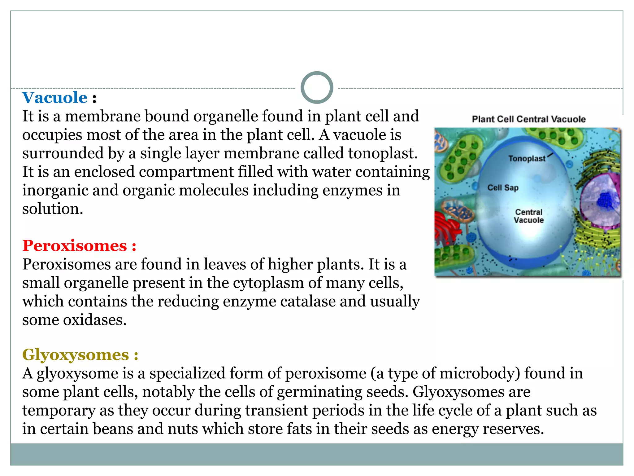 Vacuole :
It is a membrane bound organelle found in plant cell and
occupies most of the area in the plant cell. A vacuole is
surrounded by a single layer membrane called tonoplast.
It is an enclosed compartment filled with water containing
inorganic and organic molecules including enzymes in
solution.
Peroxisomes :
Peroxisomes are found in leaves of higher plants. It is a
small organelle present in the cytoplasm of many cells,
which contains the reducing enzyme catalase and usually
some oxidases.
Glyoxysomes :
A glyoxysome is a specialized form of peroxisome (a type of microbody) found in
some plant cells, notably the cells of germinating seeds. Glyoxysomes are
temporary as they occur during transient periods in the life cycle of a plant such as
in certain beans and nuts which store fats in their seeds as energy reserves.
 