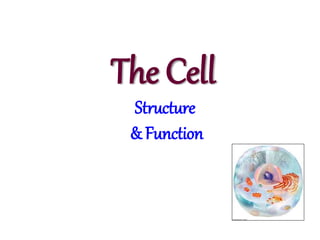 The Cell
Structure
& Function
 