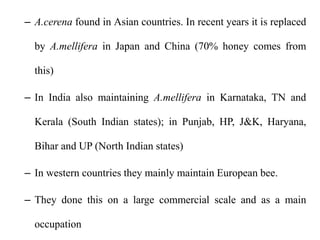 – A.cerena found in Asian countries. In recent years it is replaced
by A.mellifera in Japan and China (70% honey comes from
this)
– In India also maintaining A.mellifera in Karnataka, TN and
Kerala (South Indian states); in Punjab, HP, J&K, Haryana,
Bihar and UP (North Indian states)
– In western countries they mainly maintain European bee.
– They done this on a large commercial scale and as a main
occupation
 