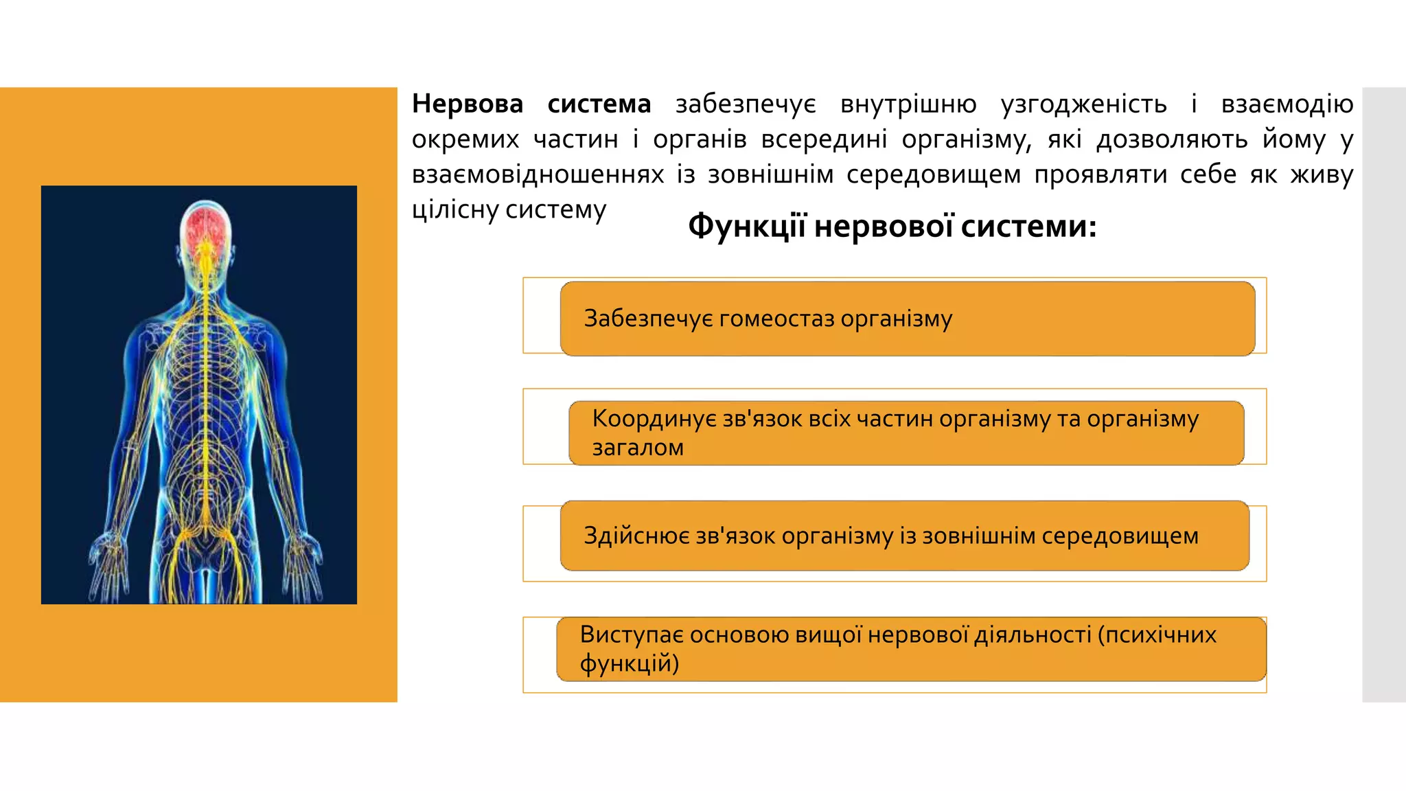 Забезпечує гомеостаз організму
Координує зв'язок всіх частин організму та організму
загалом
Здійснює зв'язок організму із зовнішнім середовищем
Виступає основою вищої нервової діяльності (психічних
функцій)
Функції нервової системи:
Нервова система забезпечує внутрішню узгодженість і взаємодію
окремих частин і органів всередині організму, які дозволяють йому у
взаємовідношеннях із зовнішнім середовищем проявляти себе як живу
цілісну систему
 
