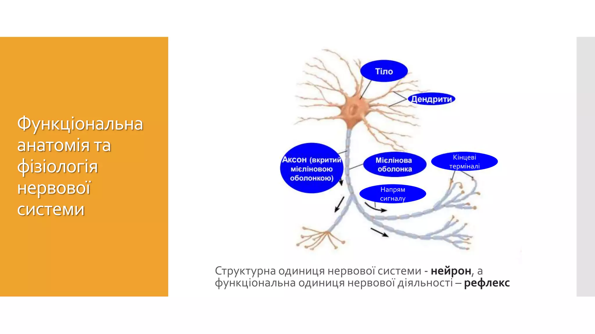 Функціональна
анатомія та
фізіологія
нервової
системи
Структурна одиниця нервової системи - нейрон, а
функціональна одиниця нервової діяльності – рефлекс
Напрям
сигналу
Кінцеві
терміналі
 