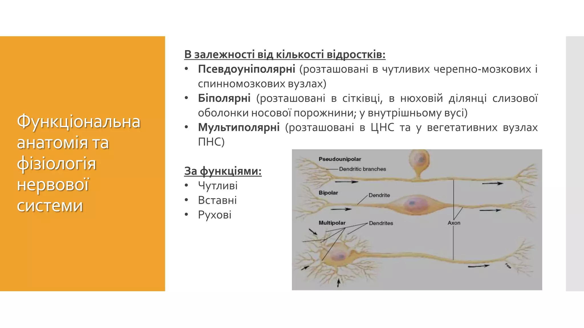Морфологічна класифікація нейронів
В залежності від кількості відростків:
• Псевдоуніполярні (розташовані в чутливих черепно-мозкових і
спинномозкових вузлах)
• Біполярні (розташовані в сітківці, в нюховій ділянці слизової
оболонки носової порожнини; у внутрішньому вусі)
• Мультиполярні (розташовані в ЦНС та у вегетативних вузлах
ПНС)
За функціями:
• Чутливі
• Вставні
• Рухові
Функціональна
анатомія та
фізіологія
нервової
системи
 