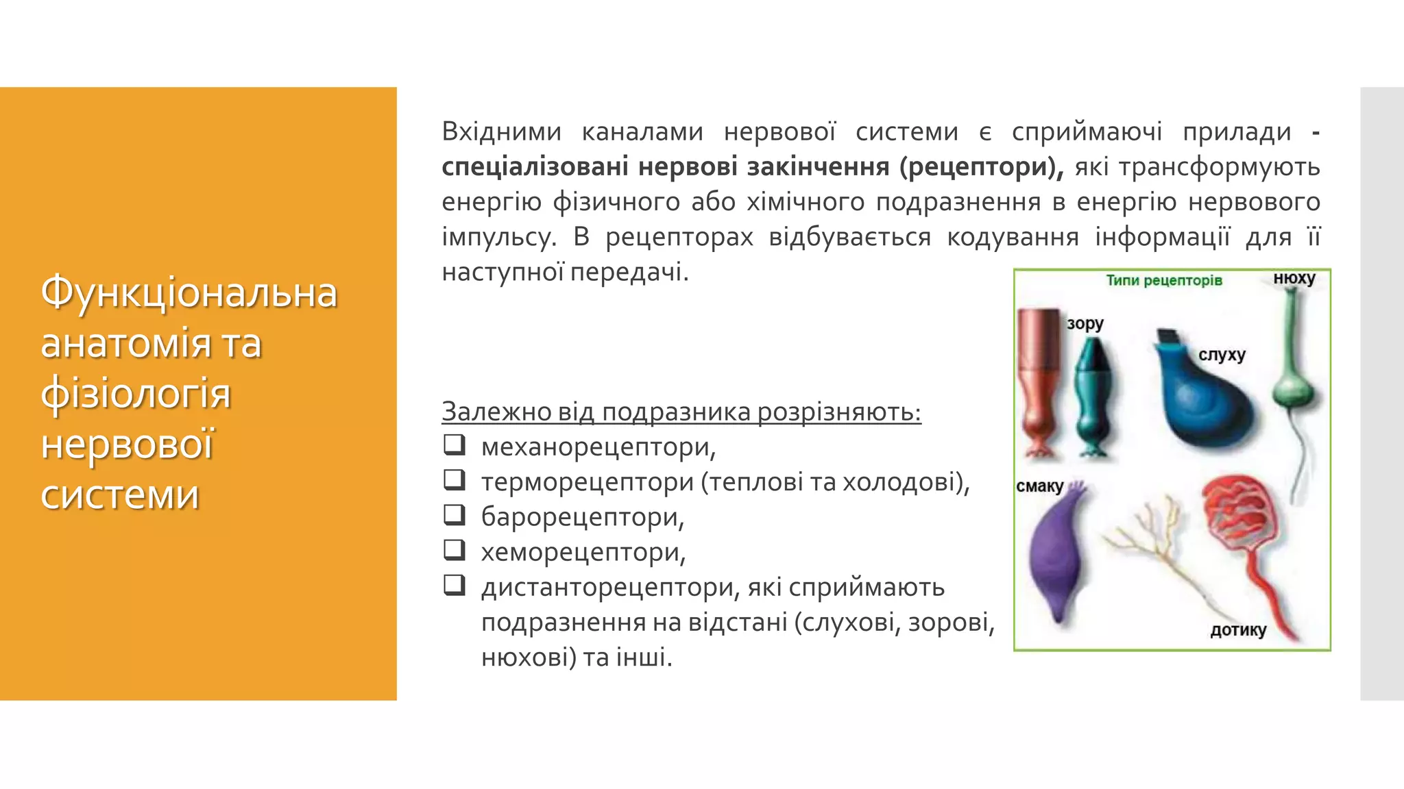 Залежно від подразника розрізняють:
 механорецептори,
 терморецептори (теплові та холодові),
 барорецептори,
 хеморецептори,
 дистанторецептори, які сприймають
подразнення на відстані (слухові, зорові,
нюхові) та інші.
Вхідними каналами нервової системи є сприймаючі прилади -
спеціалізовані нервові закінчення (рецептори), які трансформують
енергію фізичного або хімічного подразнення в енергію нервового
імпульсу. В рецепторах відбувається кодування інформації для її
наступної передачі.
Функціональна
анатомія та
фізіологія
нервової
системи
 
