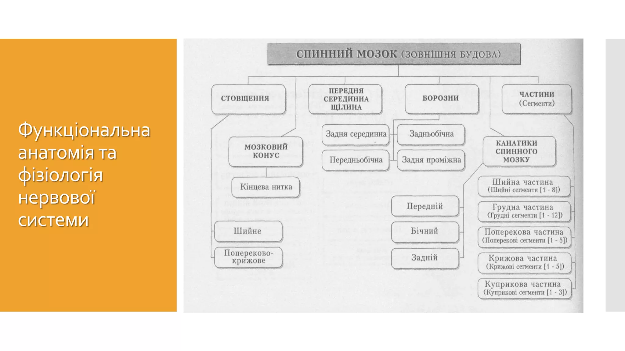 Функціональна
анатомія та
фізіологія
нервової
системи
 