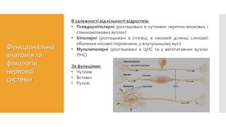 Морфологічна класифікація нейронів
В залежності від кількості відростків:
• Псевдоуніполярні (розташовані в чутливих черепно-мозкових і
спинномозкових вузлах)
• Біполярні (розташовані в сітківці, в нюховій ділянці слизової
оболонки носової порожнини; у внутрішньому вусі)
• Мультиполярні (розташовані в ЦНС та у вегетативних вузлах
ПНС)
За функціями:
• Чутливі
• Вставні
• Рухові
Функціональна
анатомія та
фізіологія
нервової
системи
 