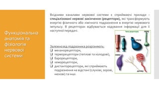 Залежно від подразника розрізняють:
 механорецептори,
 терморецептори (теплові та холодові),
 барорецептори,
 хеморецептори,
 дистанторецептори, які сприймають
подразнення на відстані (слухові, зорові,
нюхові) та інші.
Вхідними каналами нервової системи є сприймаючі прилади -
спеціалізовані нервові закінчення (рецептори), які трансформують
енергію фізичного або хімічного подразнення в енергію нервового
імпульсу. В рецепторах відбувається кодування інформації для її
наступної передачі.
Функціональна
анатомія та
фізіологія
нервової
системи
 