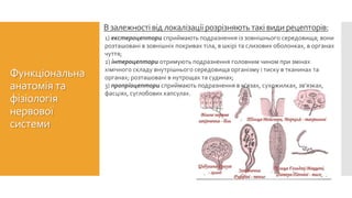 Функціональна
анатомія та
фізіологія
нервової
системи
Взалежностівід локалізації розрізняютьтаківиди рецепторів:
1) екстероцептори сприймають подразнення із зовнішнього середовища; вони
розташовані в зовнішніх покривах тіла, в шкірі та слизових оболонках, в органах
чуття;
2) інтероцептори отримують подразнення головним чином при змінах
хімічного складу внутрішнього середовища організму і тиску в тканинах та
органах; розташовані в нутрощах та судинах;
3) пропріоцептори сприймають подразнення в м'язах, сухожилках, зв'язках,
фасціях, суглобових капсулах.
 