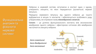 Нейрони в нервовій системі, вступаючи в контакт один з одним,
утворюють ланцюги, по яких передаються (рухаються) нервові
імпульси.
Передача нервового імпульсу від одного нейрона до іншого
відбувається в місцях їх контактів і забезпечується особливого роду
утвореннями, які отримали назву міжнейронних синапсів.
Синапс – це ділянка функціонального контакту між аксональною
мембраною одного нейрона і ефекторною клітиною або мембраною
наступного в ланцюгу нейрона.
Міжнейронні синапси
Аксо-соматичні
Аксо-дендритичні
Аксо-аксональні
Функціональна
анатомія та
фізіологія
нервової
системи
 