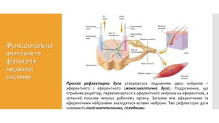Проста рефлекторна дуга утворюється з’єднанням двох нейронів –
аферентного і еферентного (моносинаптична дуга). Подразнення, що
сприйняв рецептор, переключається з аферентного нейрона на еферентний, а
останній посилає імпульс робочому органу. Загалом між аферентними та
еферентними нейронами знаходяться вставні нейрони. Такі рефлекторні дуги
називають полісинаптичними, складними.
Функціональна
анатомія та
фізіологія
нервової
системи
 