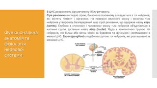 Функціональна
анатомія та
фізіологія
нервової
системи
Будова нервової тканини.Сіра речовина
В ЦНС розрізняють сіру речовину і білу речовину.
Сіра речовина виглядає сірою, бо вона в основному складається з тіл нейронів,
які містять пігмент і органели. На поверхні великого мозку і мозочка тіла
нейронів утворюють безперервний шар сірої речовини, що одержав назву кори
(cortex). Глибоко в спинному і головному мозку тіла нейронів об’єднуються в
клітинні групи, діставши назву ядер (nuclei). Ядро є компактною групою тіл
нейронів, які більш або менш схожі за будовою та функцією і розташовані в
межах ЦНС. Вузол (ganglion) є подібною групою тіл нейронів, які розташовані за
межами ЦНС.
 