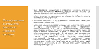 Функціональна
анатомія та
фізіологія
нервової
системи
 Біла речовина складається з відростків нейронів, оточених
нейроглією та мієліном. Мієлін (від грецьк. myelos – мозок) – це
жирова субстанція, яка дає білий колір.
 Мієлін виконує по відношенню до відростків нейронів захисну
(електроізолюючу) функцію.
 Мієлінова оболонка є продовженням плазматичної мембрани
навколо частини аксона.
 Мієлінова оболонка складається з кратних сегментів мієліну, які є
в ЦНС модифікованими подовженими відростками
олігодендроцитів, а в ПНС – модифікованими відростками
шваннівських клітин. Сегменти мієліну відокремлені один від
одного малими сегментами, в яких оголений аксон оточений
інтерстиціальним простором. Ці сегменти, які називаються
вузлами (перехватами) Ранв’є, є місцем множинних натрієвих
каналів. Коли мембрана аксона збуджена, згенерований
електричний імпульс не може проходити через
високорезистентну оболонку мієліну і виходить назовні та
деполяризує аксональну мембрану на наступному вузлі, який
може мати протяжність 1 мм і більше (при цьому швидкість
імпульсу збільшується).
 