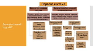 Функціональний
поділ НС
Нервова система
Соматична нервова
система
Іннервує органи соми (скелет,
посмуговані м'язи, шкіру),
забезпечуючи зв'язок організму
із зовнішнім середовищем
Центральний
відділ:
•Головний мозок
•Спинний мозок
Периферичний
відділ:
ЧМН (12)
СМН (31)
Вегетативна (автономна)
нервова система
Іннервує нутрощі, залози, гладенькі
м'язи, судини і серце, регулює обмінні
процеси в усіх органах і тканинах
Надсегментарний
рівень
Ретикулярна
формація,
гіпоталамус,
таламус,
амігдала,
гіппокамп
Сегментарний
рівень
Симпатична
НС
Бокові
рога С8 -
L2
Truncus
sympathicus
(2)
Ганглії,
сплетення,
нерви
Парасимпатична
НС
Ядра середнього
та довгастого
мозку
Ганглії,
сплетення,
нерви
 