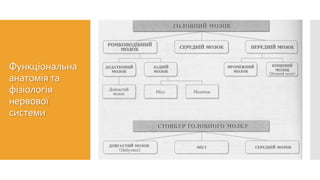 Функціональна
анатомія та
фізіологія
нервової
системи
 