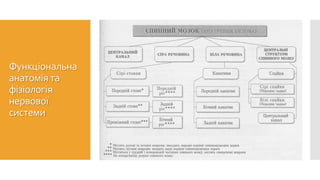 Функціональна
анатомія та
фізіологія
нервової
системи
 