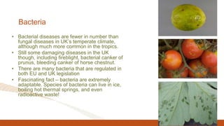 Bacteria
• Bacterial diseases are fewer in number than
fungal diseases in UK’s temperate climate,
although much more common in the tropics.
• Still some damaging diseases in the UK
though, including fireblight, bacterial canker of
prunus, bleeding canker of horse chestnut.
• There are many bacteria that are regulated in
both EU and UK legislation
• Fascinating fact – bacteria are extremely
adaptable. Species of bacteria can live in ice,
boiling hot thermal springs, and even
radioactive waste!
 