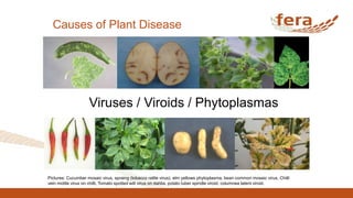 Causes of Plant Disease
Viruses / Viroids / Phytoplasmas
Pictures: Cucumber mosaic virus, spraing (tobacco rattle virus), elm yellows phytoplasma, bean common mosaic virus, Chilli
vein mottle virus on chilli, Tomato spotted wilt virus on dahlia, potato tuber spindle viroid, columnea latent viroid.
 