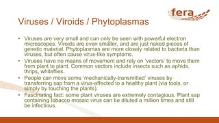 Viruses / Viroids / Phytoplasmas
• Viruses are very small and can only be seen with powerful electron
microscopes. Viroids are even smaller, and are just naked pieces of
genetic material. Phytoplasmas are more closely related to bacteria than
viruses, but often cause virus-like symptoms.
• Viruses have no means of movement and rely on ‘vectors’ to move them
from plant to plant. Common vectors include insects such as aphids,
thrips, whiteflies.
• People can move some ‘mechanically-transmitted’ viruses by
transferring sap from a virus-affected to a healthy plant (via tools, or
simply by touching the plants).
• Fascinating fact: some plant viruses are extremely contagious. Plant sap
containing tobacco mosaic virus can be diluted a million times and still
be infectious.
 