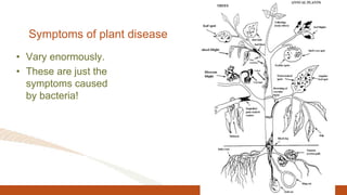 Symptoms of plant disease
• Vary enormously.
• These are just the
symptoms caused
by bacteria!
 