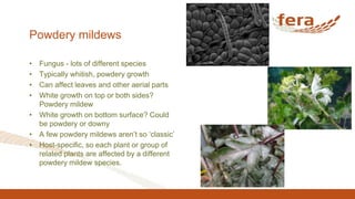 Powdery mildews
• Fungus - lots of different species
• Typically whitish, powdery growth
• Can affect leaves and other aerial parts
• White growth on top or both sides?
Powdery mildew
• White growth on bottom surface? Could
be powdery or downy
• A few powdery mildews aren’t so ‘classic’
• Host-specific, so each plant or group of
related plants are affected by a different
powdery mildew species.
 