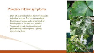 Powdery mildew symptoms
• Start off as small colonies from infections by
individual spores. Top photo - Aquilegia
• Colonies get bigger and merge together.
Middle photo – Verbascum (mullein)
• Young soft growth is often attacked
preferentially. Bottom photo – young
gooseberry shoot
 