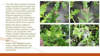• Top L&R: Downy mildew of oriental
poppy. Discolouration of upper leaf
surface. Growth of organism is also
visible on corresponding underside.
Often white, may be purplish or
brownish depending on downy
mildew species. Also depending on
species, host plant or even variety,
the growth may be thick or sparse.
• Bottom left: Downy mildew of
Nicotiana (tobacco ‘blue mould’).
Prominent yellow patches on upper
surface. Can see growth of the
mildew at bottom right where leaves
have twisted to show the underside
– white, turning blue-purple with
age.
• Bottom right: Impatiens downy
mildew. Note leaf distortion and
yellowing. Affected leaves are
quickly shed.
 