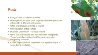 Rusts
• Fungus - lots of different species
• Host-specific, so each plant or group of related plants are
affected by a different rust species
• Often (not always) confined to leaves
• Discolouration of top surface
• Pustules underneath – various colours
• Up to five spore types and may need two host plants.
These host plants in two-host life-cycles are often
completely unrelated.
• Colour of pustules will depend on rust species & type of
spore being produced.
 