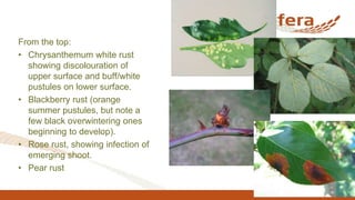 From the top:
• Chrysanthemum white rust
showing discolouration of
upper surface and buff/white
pustules on lower surface.
• Blackberry rust (orange
summer pustules, but note a
few black overwintering ones
beginning to develop).
• Rose rust, showing infection of
emerging shoot.
• Pear rust
 
