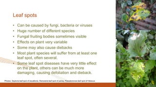 Leaf spots
• Can be caused by fungi, bacteria or viruses
• Huge number of different species
• Fungal fruiting bodies sometimes visible
• Effects on plant very variable
• Some may also cause diebacks
• Most plant species will suffer from at least one
leaf spot, often several.
• Some leaf spot diseases have very little effect
on the plant, others can be much more
damaging, causing defoliation and dieback.
Photos: Septoria leaf spot of escallonia, Ramularia leaf spot of pansy, Pseudomonas leaf spot of hibiscus
 