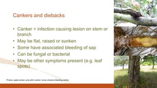 Cankers and diebacks
• Canker = infection causing lesion on stem or
branch
• May be flat, raised or sunken
• Some have associated bleeding of sap
• Can be fungal or bacterial
• May be other symptoms present (e.g. leaf
spots)
Photos: apple canker, pine pitch canker, horse chestnut bleeding canker
 