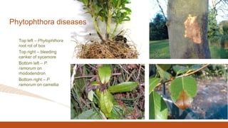 Top left – Phytophthora
root rot of box
Top right – bleeding
canker of sycamore
Bottom left – P.
ramorum on
rhododendron
Bottom right – P.
ramorum on camellia
Phytophthora diseases
 