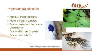 Phytophthora diseases
• Fungus-like organisms
• Many different species
• Some cause root and stem
base decay
• Some affect aerial parts
• Some can do both
Photos: potato blight, sporangium, red core of strawberry
 