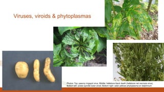 Viruses, viroids & phytoplasmas
Photos: Top: paeony ringspot virus, Middle: hellebore black death (hellebore net necrosis virus),
Bottom left: potato spindle tuber viroid, Bottom right: aster yellows phytoplasma on delphinium
 