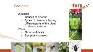 Contents
Diseases
• Causes of disease
• Types of disease affecting
different parts of the plant
• Common symptoms
Pests
• Groups of pests
• Symptoms caused
 