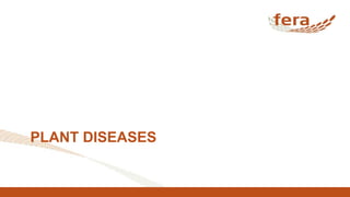 PLANT DISEASES
 