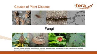 Causes of Plant Disease
Fungi
Pictures: Trametes versicolor, Rhizopus/Mucor, coral spot, Alternaria spores, rhododendron bud blast, Ganoderma on hornbeam,
peach leaf curl, acer tar spot.
 
