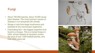 Fungi
• About 100,000 species, about 10,000 cause
plant disease. The most common causes of
disease in our temperate UK climate.
• Range in size from large mushrooms and
brackets to tiny microscopic organisms.
• Fascinating fact – the biggest organism ever
found is a fungus. This is a honey fungus in
USA, whose network of mycelium covers
the area of over 1200 football pitches, and
over 2000 years old.
 