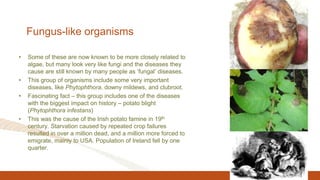 Fungus-like organisms
• Some of these are now known to be more closely related to
algae, but many look very like fungi and the diseases they
cause are still known by many people as ‘fungal’ diseases.
• This group of organisms include some very important
diseases, like Phytophthora, downy mildews, and clubroot.
• Fascinating fact – this group includes one of the diseases
with the biggest impact on history – potato blight
(Phytophthora infestans)
• This was the cause of the Irish potato famine in 19th
century. Starvation caused by repeated crop failures
resulted in over a million dead, and a million more forced to
emigrate, mainly to USA. Population of Ireland fell by one
quarter.
 