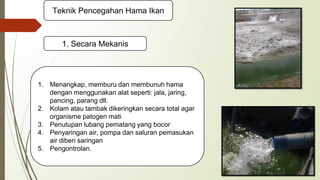 1. Hama Pada Ikan.pdf