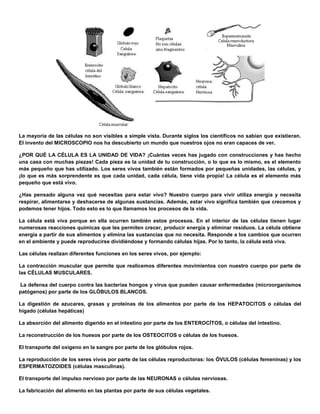 La mayoría de las células no son visibles a simple vista. Durante siglos los científicos no sabían que existieran.
El invento del MICROSCOPIO nos ha descubierto un mundo que nuestros ojos no eran capaces de ver.
¿POR QUÉ LA CÉLULA ES LA UNIDAD DE VIDA? ¡Cuántas veces has jugado con construcciones y has hecho
una casa con muchas piezas! Cada pieza es la unidad de tu construcción, o lo que es lo mismo, es el elemento
más pequeño que has utilizado. Los seres vivos también están formados por pequeñas unidades, las células, y
¡lo que es más sorprendente es que cada unidad, cada célula, tiene vida propia! La célula es el elemento más
pequeño que está vivo.
¿Has pensado alguna vez qué necesitas para estar vivo? Nuestro cuerpo para vivir utiliza energía y necesita
respirar, alimentarse y deshacerse de algunas sustancias. Además, estar vivo significa también que crecemos y
podemos tener hijos. Todo esto es lo que llamamos los procesos de la vida.
La célula está viva porque en ella ocurren también estos procesos. En el interior de las células tienen lugar
numerosas reacciones químicas que les permiten crecer, producir energía y eliminar residuos. La célula obtiene
energía a partir de sus alimentos y elimina las sustancias que no necesita. Responde a los cambios que ocurren
en el ambiente y puede reproducirse dividiéndose y formando células hijas. Por lo tanto, la célula está viva.
Las células realizan diferentes funciones en los seres vivos, por ejemplo:
La contracción muscular que permite que realicemos diferentes movimientos con nuestro cuerpo por parte de
las CÉLULAS MUSCULARES.
La defensa del cuerpo contra las bacterias hongos y virus que pueden causar enfermedades (microorganismos
patógenos) por parte de los GLÓBULOS BLANCOS.
La digestión de azucares, grasas y proteínas de los alimentos por parte de los HEPATOCITOS o células del
hígado (células hepáticas)
La absorción del alimento digerido en el intestino por parte de los ENTEROCÍTOS, o células del intestino.
La reconstrucción de los huesos por parte de los OSTEOCITOS o células de los huesos.
El transporte del oxigeno en la sangre por parte de los glóbulos rojos.
La reproducción de los seres vivos por parte de las células reproductoras: los ÓVULOS (células femeninas) y los
ESPERMATOZOIDES (células masculinas).
El transporte del impulso nervioso por parte de las NEURONAS o células nerviosas.
La fabricación del alimento en las plantas por parte de sus células vegetales.
 