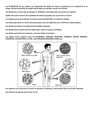 Las PLAQUETAS No son células, son fragmentos de células sin núcleo y participan en la coagulación de la
sangre cuando hay pérdida de sangre (hemorragia), por ejemplo cuando nos herimos.
Las células de un mismo tipo se agrupan en TEJIDOS y cada tejido tiene una función en especial.
Tejidos del cuerpo humano: Son ejemplos de células agrupadas con una función en común:
La envoltura que la da protección al cuerpo humano llamada PIEL, la conforman células.
Las células que tienen en común almacenar grasa como los adipocitos que conforman el tejido adiposo.
Las células que están en la sangre forman el tejido sanguíneo.
Las células de los huesos forman el tejido óseo, ósea los huesos y cartílagos.
Las células que forman los músculos, como las células musculares.
Los tejidos forman órganos como los PULMONES, CORAZON, INTESTINO, CEREBRO, HIGADO, RIÑONES,
PANCREAS, LOS SENTIDOS, LA PIEL, LOS ORGANOS REPRODUCTORES etc.
Los órganos con una función en común se agrupan en sistemas y cada sistema tiene una función diferente.
Los sistemas se agrupan para formar un ser.
 