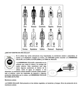 ¿QUÉ HAY DENTRO DE UNA CÉLULA?
En la célula hay varias estructuras muy importantes: la membrana celular o plasmática, el
núcleo y el citoplasma. Imagina un huevo, LA CÁSCARA podría recordar a la MEMBRANA
CELULAR, LA CLARA al CITOPLASMA y LA YEMA AL NÚCLEO.
• LA MEMBRANA CELULAR o plasmática es la
cubierta que rodea la célula y la protege del
medio exterior. Esta membrana solo deja
entrar algunas sustancias al interior de la
célula, como el agua, el oxígeno, o los
alimentos. La membrana celular también controla cuáles pueden
salir al exterior, como los materiales de desecho y algunos
productos elaborados por la célula. ¡LA MEMBRANA CELULAR
ES COMO UN FILTRO!
Membrana celular.
.LA PARED CELULAR: Está presente en las células vegetales, en bacterias y hongos. Sirve de protección de la
membrana celular.
 