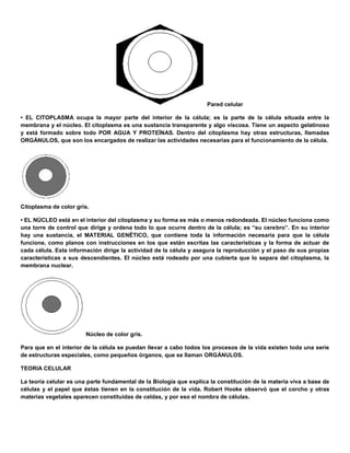 Pared celular
• EL CITOPLASMA ocupa la mayor parte del interior de la célula; es la parte de la célula situada entre la
membrana y el núcleo. El citoplasma es una sustancia transparente y algo viscosa. Tiene un aspecto gelatinoso
y está formado sobre todo POR AGUA Y PROTEÍNAS. Dentro del citoplasma hay otras estructuras, llamadas
ORGÁNULOS, que son los encargados de realizar las actividades necesarias para el funcionamiento de la célula.
Citoplasma de color gris.
• EL NÚCLEO está en el interior del citoplasma y su forma es más o menos redondeada. El núcleo funciona como
una torre de control que dirige y ordena todo lo que ocurre dentro de la célula; es “su cerebro”. En su interior
hay una sustancia, el MATERIAL GENÉTICO, que contiene toda la información necesaria para que la célula
funcione, como planos con instrucciones en los que están escritas las características y la forma de actuar de
cada célula. Esta información dirige la actividad de la célula y asegura la reproducción y el paso de sus propias
características a sus descendientes. El núcleo está rodeado por una cubierta que lo separa del citoplasma, la
membrana nuclear.
Núcleo de color gris.
Para que en el interior de la célula se puedan llevar a cabo todos los procesos de la vida existen toda una serie
de estructuras especiales, como pequeños órganos, que se llaman ORGÁNULOS.
TEORIA CELULAR
La teoría celular es una parte fundamental de la Biología que explica la constitución de la materia viva a base de
células y el papel que éstas tienen en la constitución de la vida. Robert Hooke observó que el corcho y otras
materias vegetales aparecen constituidas de celdas, y por eso el nombra de células.
 