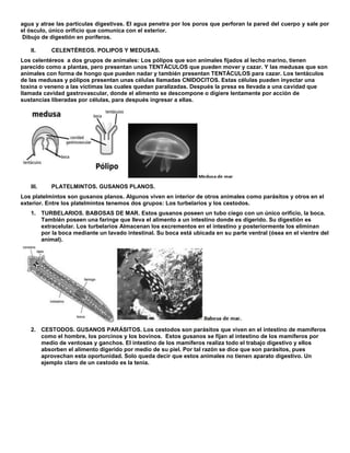agua y atrae las partículas digestivas. El agua penetra por los poros que perforan la pared del cuerpo y sale por
el ósculo, único orificio que comunica con el exterior.
Dibujo de digestión en poríferos.
II. CELENTÉREOS. POLIPOS Y MEDUSAS.
Los celentéreos a dos grupos de animales: Los pólipos que son animales fijados al lecho marino, tienen
parecido como a plantas, pero presentan unos TENTÁCULOS que pueden mover y cazar. Y las medusas que son
animales con forma de hongo que pueden nadar y también presentan TENTÁCULOS para cazar. Los tentáculos
de las medusas y pólipos presentan unas células llamadas CNIDOCITOS. Estas células pueden inyectar una
toxina o veneno a las victimas las cuales quedan paralizadas. Después la presa es llevada a una cavidad que
llamada cavidad gastrovascular, donde el alimento se descompone o digiere lentamente por acción de
sustancias liberadas por células, para después ingresar a ellas.
III. PLATELMINTOS. GUSANOS PLANOS.
Los platelmintos son gusanos planos. Algunos viven en interior de otros animales como parásitos y otros en el
exterior. Entre los platelmintos tenemos dos grupos: Los turbelarios y los cestodos.
1. TURBELARIOS. BABOSAS DE MAR. Estos gusanos poseen un tubo ciego con un único orificio, la boca.
También poseen una faringe que lleva el alimento a un intestino donde es digerido. Su digestión es
extracelular. Los turbelarios Almacenan los excrementos en el intestino y posteriormente los eliminan
por la boca mediante un lavado intestinal. Su boca está ubicada en su parte ventral (ósea en el vientre del
animal).
2. CESTODOS. GUSANOS PARÁSITOS. Los cestodos son parásitos que viven en el intestino de mamíferos
como el hombre, los porcinos y los bovinos. Estos gusanos se fijan al intestino de los mamíferos por
medio de ventosas y ganchos. El intestino de los mamíferos realiza todo el trabajo digestivo y ellos
absorben el alimento digerido por medio de su piel. Por tal razón se dice que son parásitos, pues
aprovechan esta oportunidad. Solo queda decir que estos animales no tienen aparato digestivo. Un
ejemplo claro de un cestodo es la tenia.
 