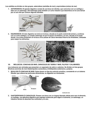 Los anélidos se dividen en dos grupos, asteroideos (estrellas de mar) y equinoideos (erizos de mar)
1. ASTEROIDEOS. El aparato digestivo consta de una boca sin dientes, que comunica con un esófago y
éste con un estómago. Del estómago parte también un corto intestino que desemboca en la cara dorsal
por un ano del que carecen algunas estrellas.
2. EQUINOIDEOS. El tubo digestivo se inicia en la boca, situada en la parte ventral del animal, y continúa
con un corto esófago y un amplio estómago al que le siguen el intestino y el ano, situado en la parte
dorsal. Los erizos presentan en la boca cinco piezas de calcio llamadas linterna de Aristóteles, utilizadas
para raspar los alimentos.
VII. MOLUSCOS. CONCHAS DE MAR, CARACOLES DE TIERRA Y MAR, PULPOS Y CALAMARES.
Los moluscos son animales que presentan un caparazón de calcio o calcáreo. Se dividen en tres grupos
Bivalvos (conchas de mar) Gasterópodos (caracoles) y Cefalópodos (calamares y pulpos).
1. BIVALVOS Ó CONCHAS DE MAR. Estos tienen un tipo de nutrición primitiva, consistente en un sistema
filtrador que retiene las partículas alimenticias, su digestión es intracelular.
2. GASTERÓPODOS Ó CARACOLES. Poseen una boca con un órgano llamado rádula para roer el alimento,
un esófago, una glándula digestiva que segrega sustancias para digerir el alimento, un estómago, un
intestino donde se absorben los nutrientes y un ano.
 
