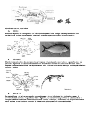 DIGESTION EN VERTEBRADOS
IX. PECES
El aparato digestivo es un largo tubo con las siguientes partes: boca, faringe, estómago e intestino. Una
derivación del esófago forma la vejiga natatoria o gaseosa, órgano hidrostático de muchos peces.
X. ANFIBIOS
El sistema digestivo tiene dos componentes principales: el tubo digestivo con regiones especializadas y las
glándulas digestivas. El tubo digestivo se extiende desde la boca hasta el ano, el cual se abre en la cloaca.
Desde el comienzo hasta el final, las regiones son la boca o cavidad oral, faringe, esófago, estómago e intestinos
delgado y grueso.
XI. REPTILES
La cavidad bucal y la faringe son pasajes compartidos para el movimiento del aire hacia afuera y para el
movimiento de la comida y el agua hacia el tubo digestivo. En las serpientes y culebras el tubo digestivo, es
alargado y se relaciona con la forma longitudinal del cuerpo. El esófago y el estómago son muy distensibles en
estos reptiles, lo cual facilita la ingestión de presas muy voluminosas, sin ninguna dificultad.
 