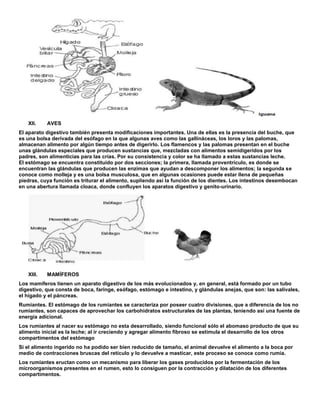 XII. AVES
El aparato digestivo también presenta modificaciones importantes. Una de ellas es la presencia del buche, que
es una bolsa derivada del esófago en la que algunas aves como las gallináceas, los loros y las palomas,
almacenan alimento por algún tiempo antes de digerirlo. Los flamencos y las palomas presentan en el buche
unas glándulas especiales que producen sustancias que, mezcladas con alimentos semidigeridos por los
padres, son alimenticias para las crías. Por su consistencia y color se ha llamado a estas sustancias leche.
El estómago se encuentra constituido por dos secciones; la primera, llamada proventrículo, es donde se
encuentran las glándulas que producen las enzimas que ayudan a descomponer los alimentos; la segunda se
conoce como molleja y es una bolsa musculosa, que en algunas ocasiones puede estar llena de pequeñas
piedras, cuya función es triturar el alimento, supliendo así la función de los dientes. Los intestinos desembocan
en una abertura llamada cloaca, donde confluyen los aparatos digestivo y genito-urinario.
XIII. MAMÍFEROS
Los mamíferos tienen un aparato digestivo de los más evolucionados y, en general, está formado por un tubo
digestivo, que consta de boca, faringe, esófago, estómago e intestino, y glándulas anejas, que son: las salivales,
el hígado y el páncreas.
Rumiantes. El estómago de los rumiantes se caracteriza por poseer cuatro divisiones, que a diferencia de los no
rumiantes, son capaces de aprovechar los carbohidratos estructurales de las plantas, teniendo así una fuente de
energía adicional.
Los rumiantes al nacer su estómago no esta desarrollado, siendo funcional sólo el abomaso producto de que su
alimento inicial es la leche; al ir creciendo y agregar alimento fibroso se estimula el desarrollo de los otros
compartimentos del estómago
Si el alimento ingerido no ha podido ser bien reducido de tamaño, el animal devuelve el alimento a la boca por
medio de contracciones bruscas del retículo y lo devuelve a masticar, este proceso se conoce como rumia.
Los rumiantes eructan como un mecanismo para liberar los gases producidos por la fermentación de los
microorganismos presentes en el rumen, esto lo consiguen por la contracción y dilatación de los diferentes
compartimentos.
 