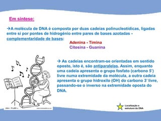 Localização e
estrutura do DNA
A molécula de DNA é composta por duas cadeias polinucleotídicas, ligadas
entre si por pontes de hidrogénio entre pares de bases azotadas -
complementaridade de bases:
Adenina - Timina
Citosina - Guanina
 As cadeias encontram-se orientadas em sentido
oposto, isto é, são antiparalelas. Assim, enquanto
uma cadeia apresenta o grupo fosfato (carbono 5’)
livre numa extremidade da molécula, a outra cadeia
apresenta o grupo hidroxilo (OH) do carbono 3’ livre,
passando-se o inverso na extremidade oposta do
DNA.
Em síntese:
 